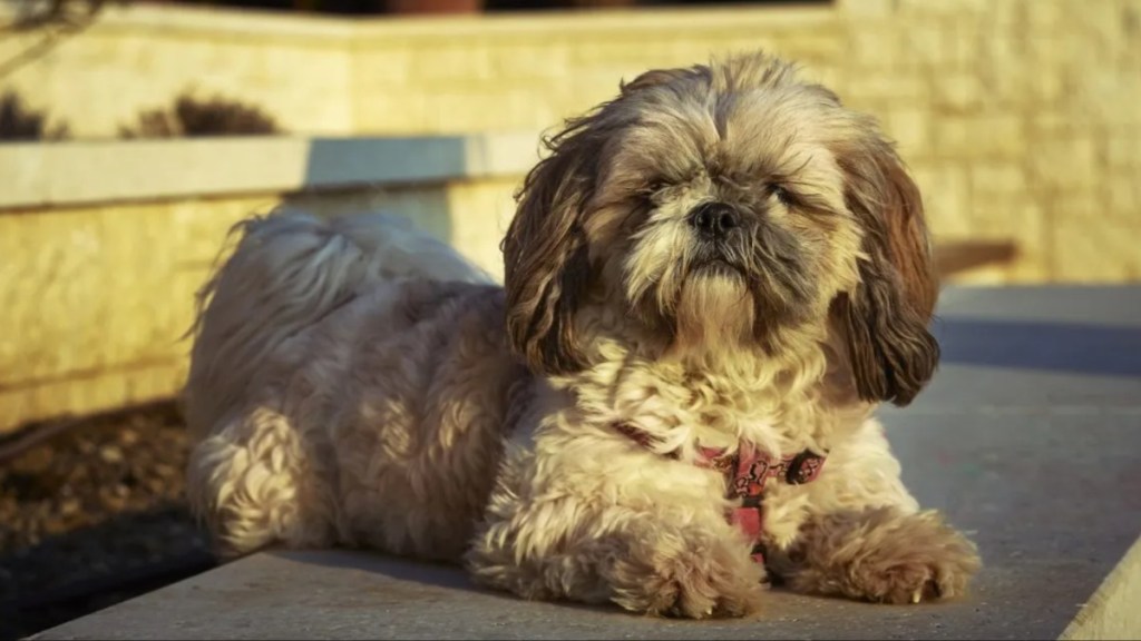 A view of a Shih-Poo dog — similar to the dog shot — sitting on the ground and looking at the camera.