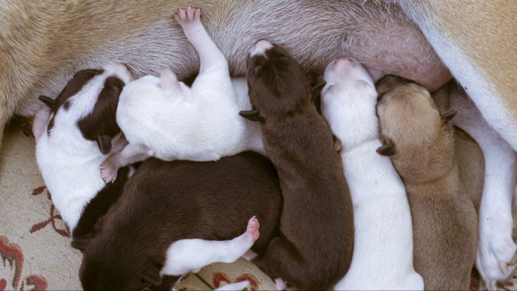 A dog feeding newborn puppies