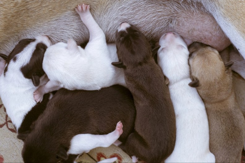 A dog feeding newborn puppies