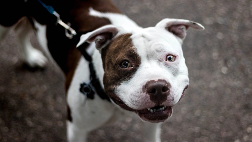 A smiling Pit Bull