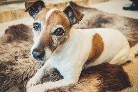 Cute senior Jack Russell Terrier dog relaxing on a comfy rug
