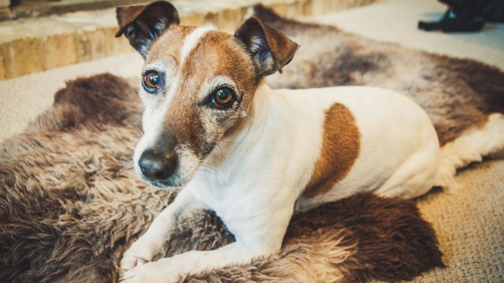 Cute senior Jack Russell Terrier dog relaxing on a comfy rug
