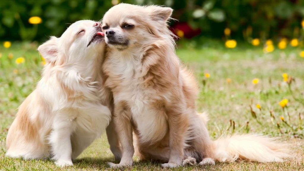 Long hair chihuahua giving another chihuahua some loving licks.