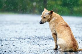Stray Dog getting wet in rain on road.