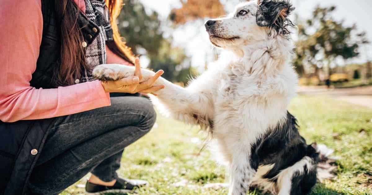 'Paws In' TikTok Problem Goes Viral Amongst Canine House owners