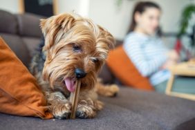 Cute little terrier dog on the sofa eating a treat, similar to the Barkworthies and Best Bully Sticks dog treats recalled due to potential metal contamination.