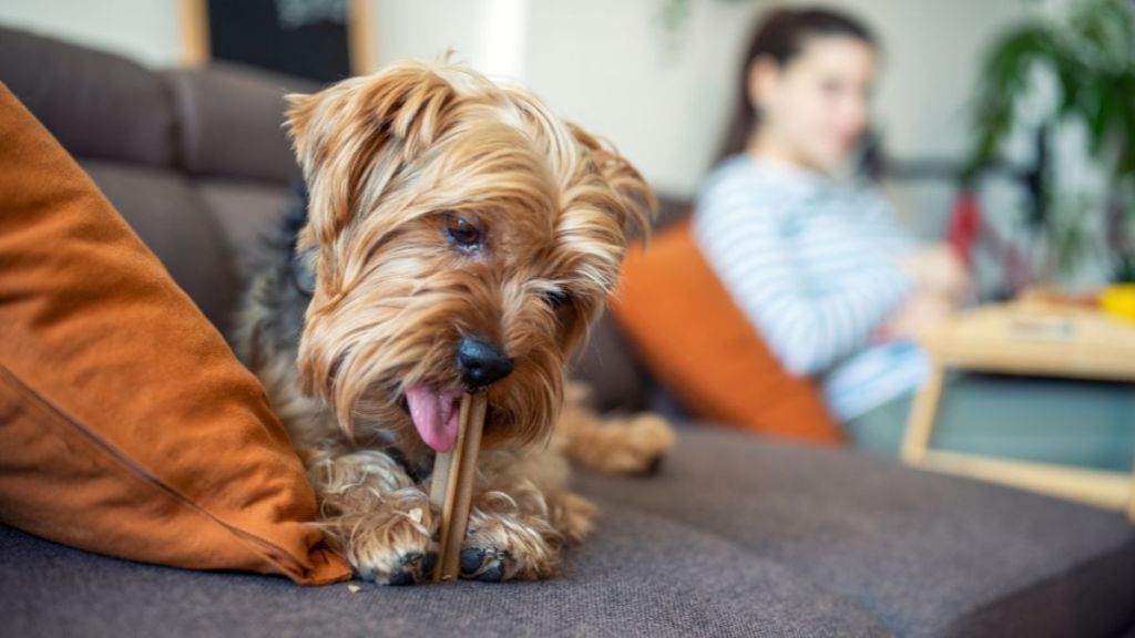 Cute little terrier dog on the sofa eating a treat, similar to the Barkworthies and Best Bully Sticks dog treats recalled due to potential metal contamination.