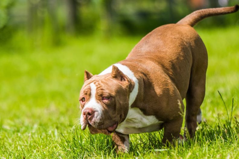 Chocolate brown color female American Bully puppy dog is moving. Medium sized dog with muscular body