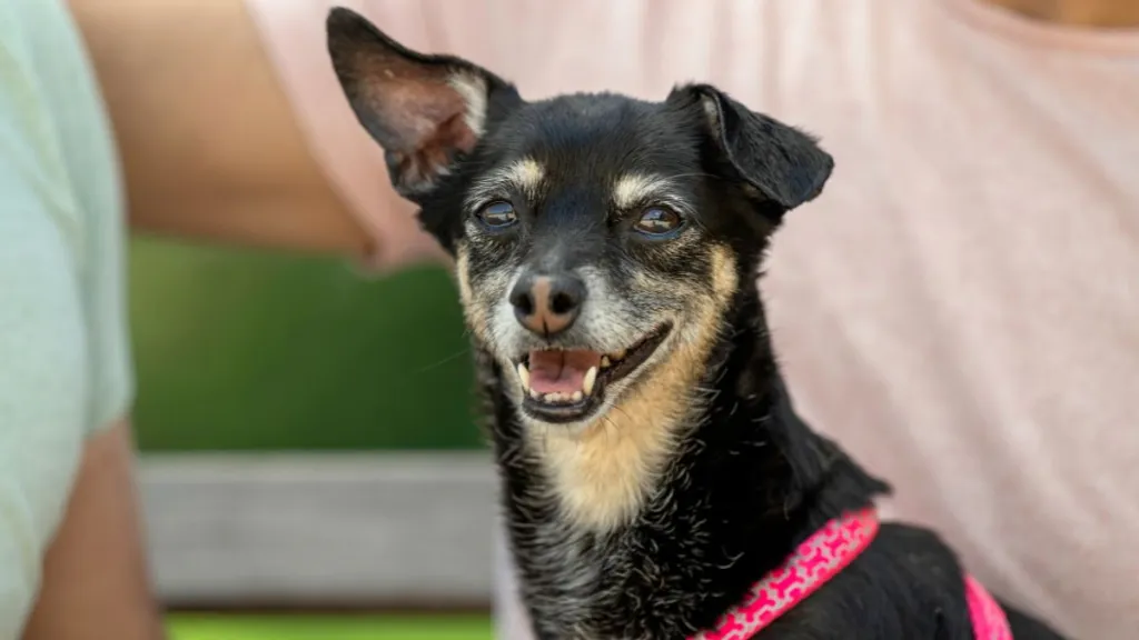 An eleven-year-old mixed breed Chihuahua, similar to the senior dog up for adoption at Vanderpump Dogs, who partnered up with Hill's Pet Nutrition to provide his future family with a year of free dog food.