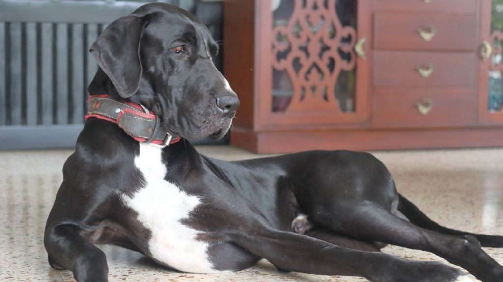Black and White Great Dane Dog lying on the ground. Looks similar to the late world's tallest dog, Kevin, who died days after securing the record.