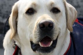 An adorable Labrador Retriever, similar to the USA Swimming's retired therapy dog who was made an honorary member.