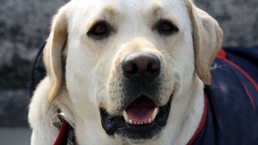 An adorable Labrador Retriever, similar to the USA Swimming's retired therapy dog who was made an honorary member.