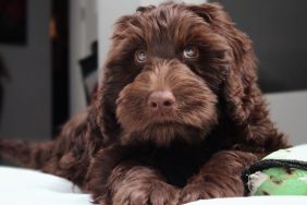 Fluffy brown puppy dog with stunning eyes, looks similar to DJ Kygo's namesake canine who has terminal cancer and was treated as a VIP at the Palm Tree Music Festival.
