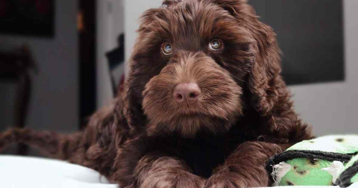 DJ Kygo Meets Namesake Dog With Terminal Cancer at Festival