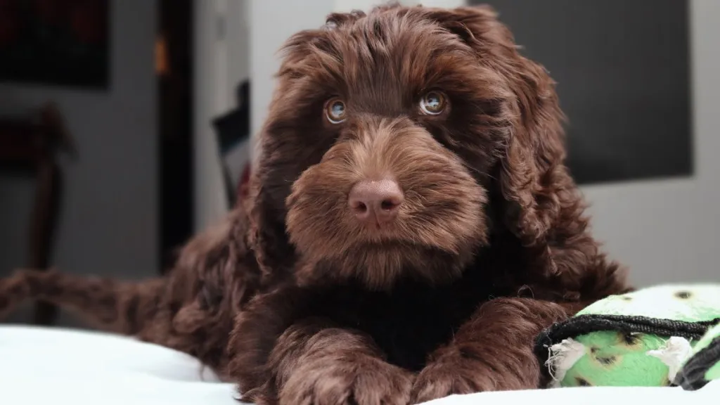 Fluffy brown Labradoodle puppy dog with stunning eyes, looks similar to DJ Kygo's namesake canine who has terminal cancer and was treated as a VIP at the Palm Tree Music Festival.