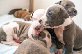 Several Pitbull puppies, similar to the ones rescued from a hot, urine-soaked bag in New York City.
