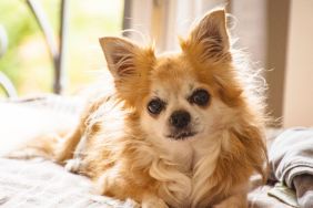 Chihuahua dog, similar to the one who went missing from a vet and boarding facility in Last Vegas, Nevada, relaxing at home.