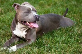 Blue Nose Pit Bull Terrier resting on a patch of grass.
