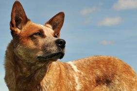 Australian Cattle Dog or Red Heeler looking away against a blue sky, similar to the therapy dog of the boy grieving his father's death who was shot and killed in Norwood Young America, Minnesota.