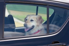 Summertime Danger - Dog in Parked Car: Dog sitting in the back seat of a black car