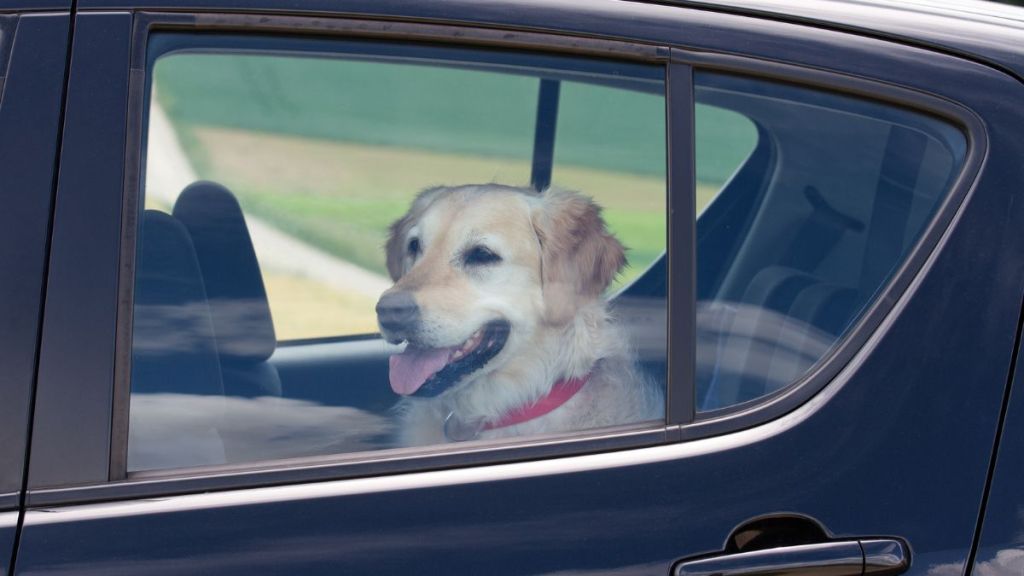 Summertime Danger - Dog in Parked Car: Dog sitting in the back seat of a black car