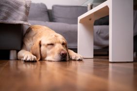 A Labrador Retriever dog sleeps on the floor by the couch.