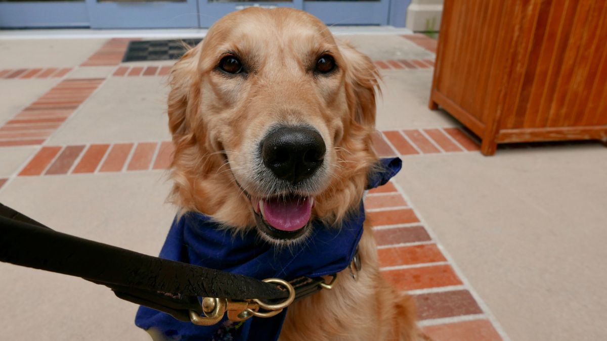 USA Gymnastics Brings in Therapy Dogs to Olympic Trials