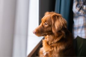 Nova Scotia Duck Tolling Retriever (Toller) look out the window at home.