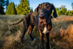 Great Dane standing on field against sky, Woodinville, Washington, United States, USA.