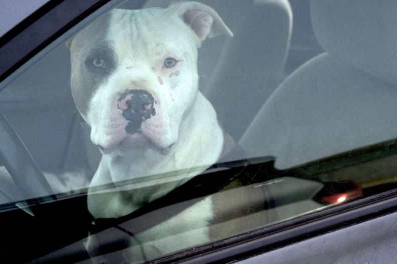 American Pit Bull Terrier driver in a car at Jasper, Walker County, Alabama, United States