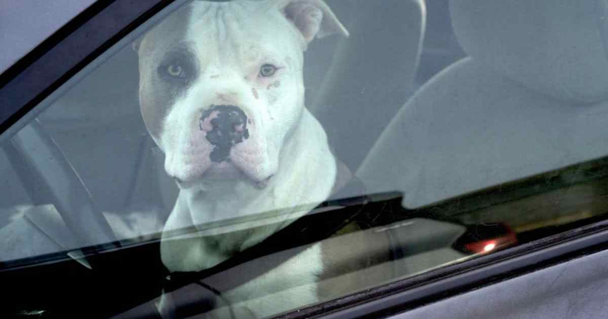 Police Rescue Dog From Hot U-Haul Truck at Florida Beach