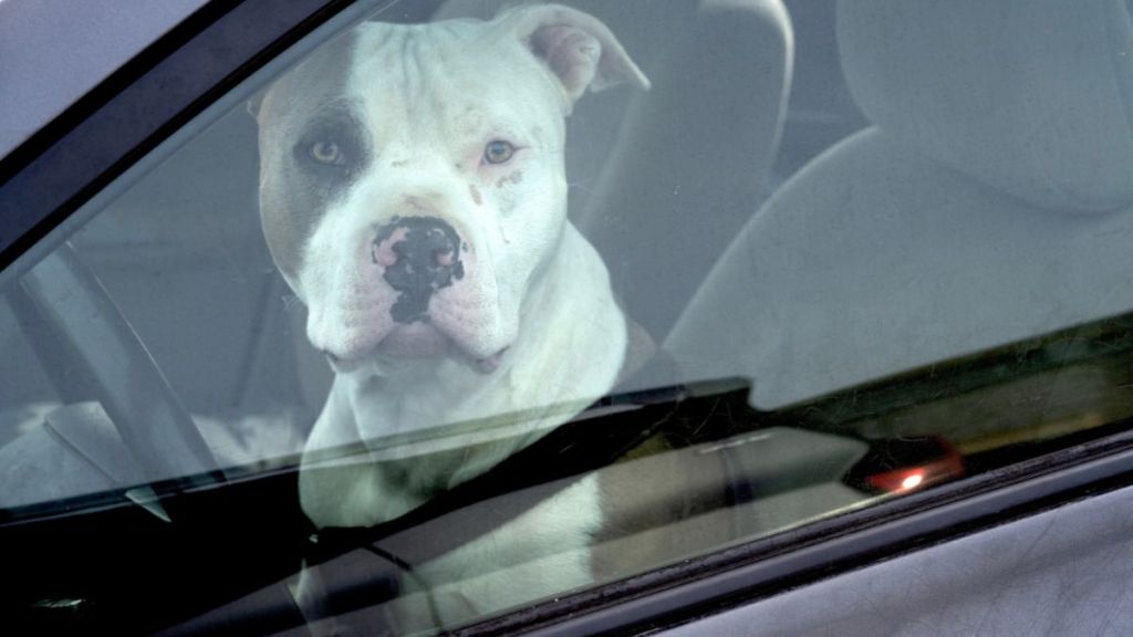 American Pit Bull Terrier driver in a car at Jasper, Walker County, Alabama, United States