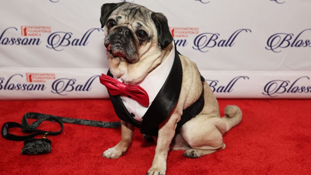 Doug the Pug attends the Endometriosis Foundation Of America's (EndoFound) 12th Annual Blossom Ball at Gotham Hall on May 03, 2024 in New York City.