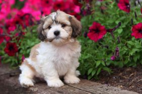 An adorable Shichon (Shih Tzu and Bichon Frise cross) puppy sits in a blooming garden and watches.