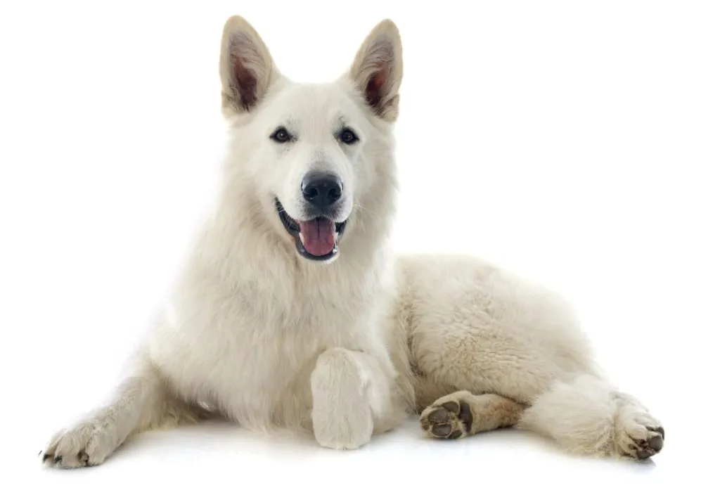 white german shepherd in front of white background