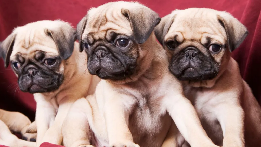 Pug puppies, similar to several of the ones rescued from a Minivan rollover crash in Woodstock, Connecticut, sitting on a sofa.