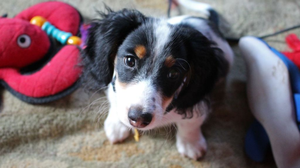A four-month-old piebald miniature long-haired dachshund puppy, similar to the one stolen from a parked car in Ellsworth, Maine, begs for more toys.