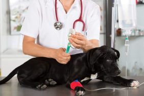 Vet administering dexmedetomidine for dogs IV.