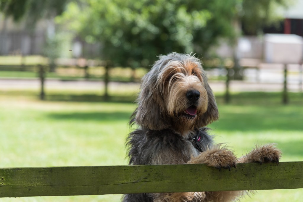 An Otterhound with their paws on a fence. 