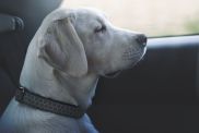 Young cute labrador retriever dog sitting in a car back seat looking through the window.