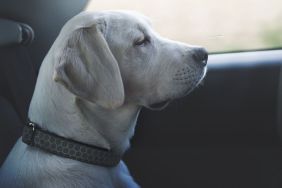 Young cute labrador retriever dog sitting in a car back seat looking through the window.