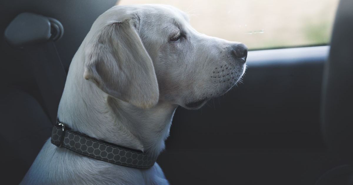 Montana Man Gets Into Wrong Car, Stranger's Dog in Back Seat