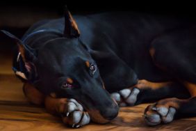 Doberman Pinscher lying curled up on a wooden floor, similar to the missing dog in California in Joshua Tree National Park.