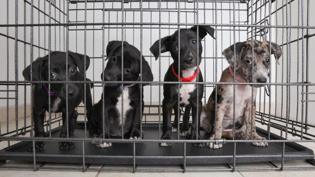 Litter of puppies, similar to the ones rescued from a carrier in Texas after being abandoned, in a cage in animal shelter.
