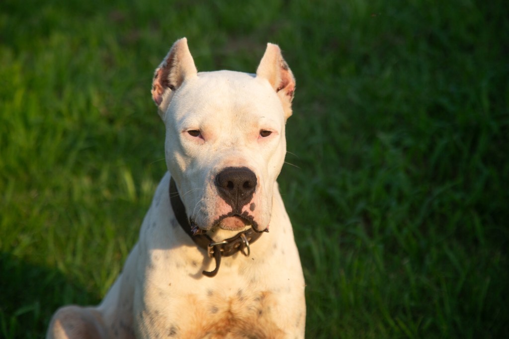 Dogo Argentino outside in the field.