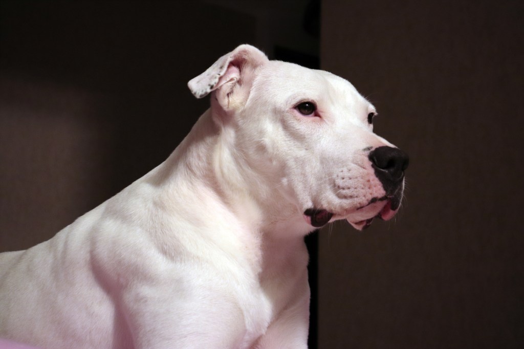 Dogo Argentino, also known as the Argentinian Mastiff.