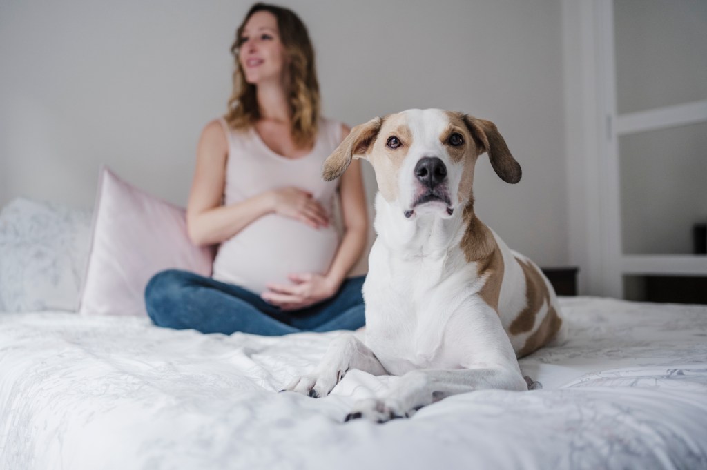 Cachorro sentado na cama enquanto uma mulher grávida contempla o fundo em casa.