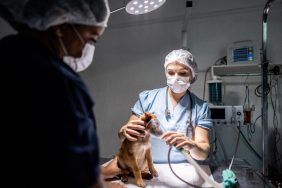 Veterinarian giving inhalational anesthesia to dog before surgery at an animal clinic.