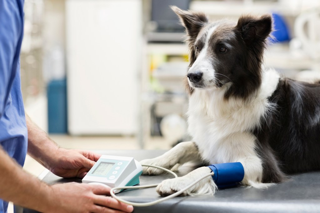 Veterinarian examining dog’s blood pressure post-surgery after receiving anesthesia.