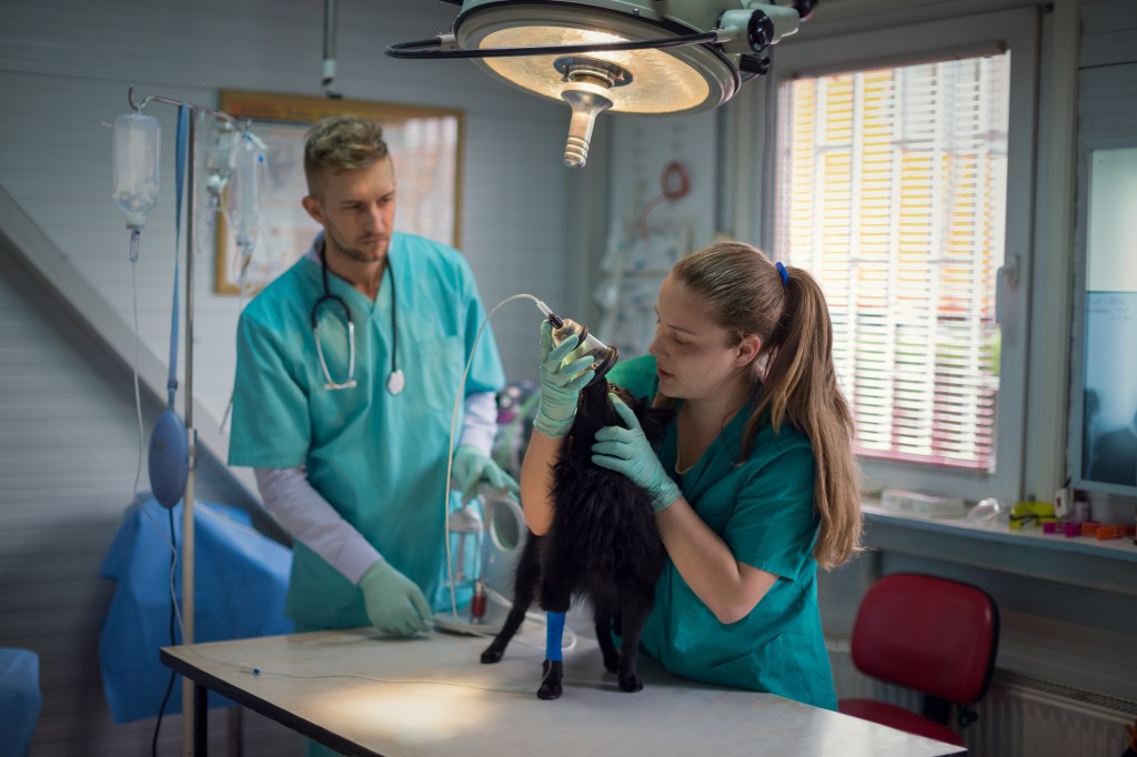 Technicien administrant un anesthésique à un chien en vue d'une intervention chirurgicale.